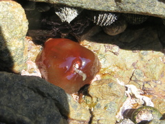 Actinia ebhayiensis