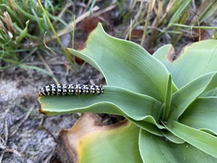 Crinum subcernuum image