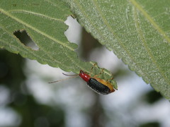 Trichobalya bowringii