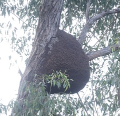 Nasutitermes walkeri