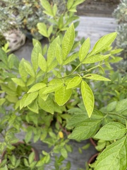 Ohwia caudata
