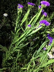 Limonium sinuatum sinuatum