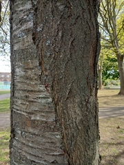 Prunus serrulata