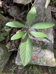 Psychotria loniceroides