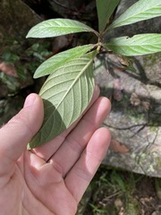 Psychotria loniceroides