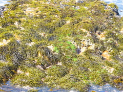 Brassicophycus sisymbrioides