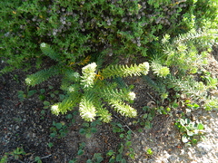 Phylica axillaris maritima