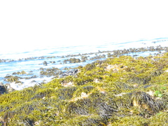 Brassicophycus sisymbrioides