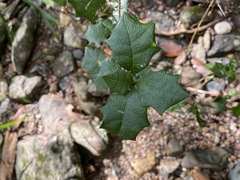 Alchornea ilicifolia