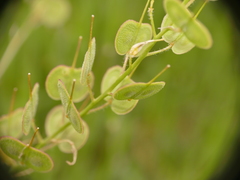 Biscutella auriculata