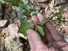 Alchornea ilicifolia