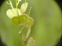 Biscutella auriculata