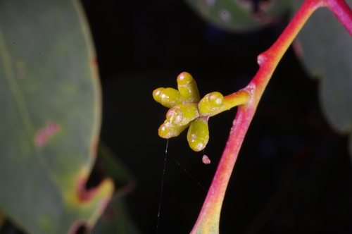 Eucalyptus behriana F.Muell.