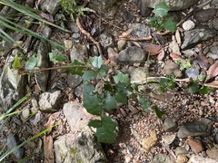 Alchornea ilicifolia