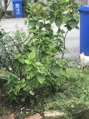 Phyllosticta hibiscina