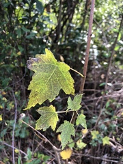 Acer rubrum image