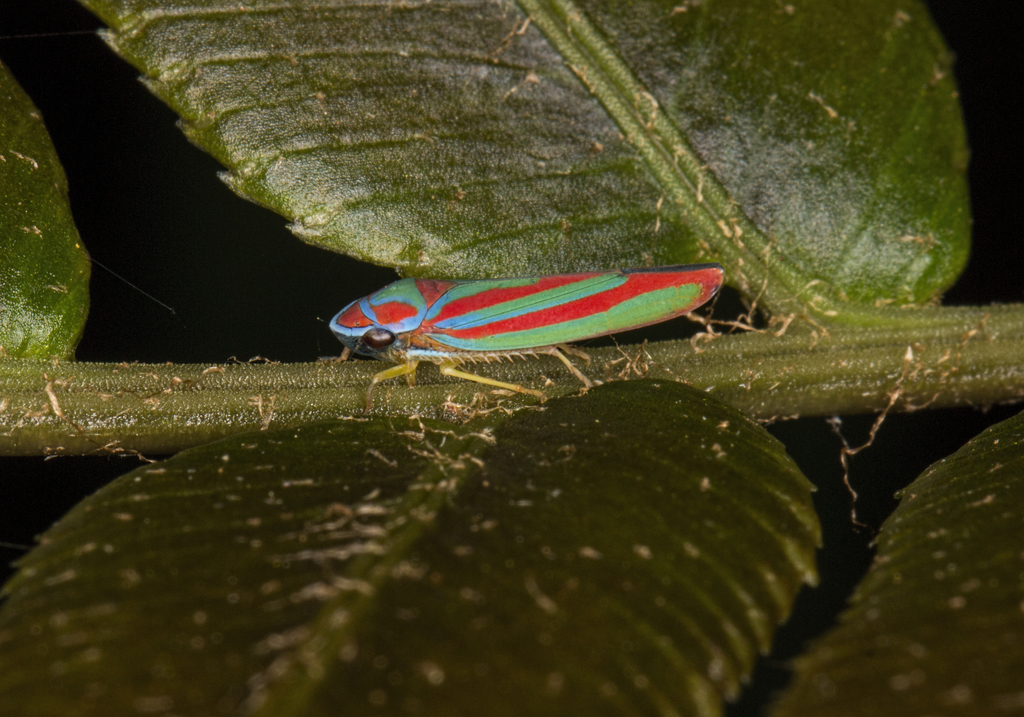 Graphocephala coronella