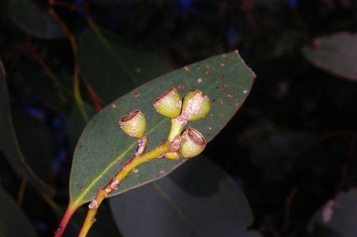 Eucalyptus behriana F.Muell. 2