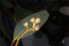 Eucalyptus behriana