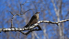 Turdus pilaris