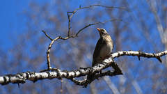 Turdus pilaris