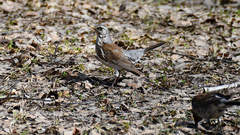 Turdus pilaris