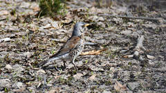 Turdus pilaris