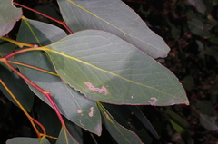 Eucalyptus behriana