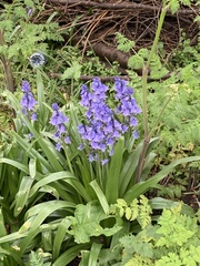 Hyacinthoides hispanica