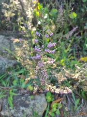 Erica hispidula