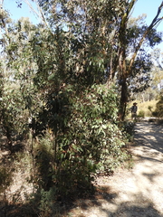 Eucalyptus behriana