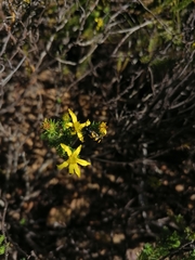 Senecio pubigerus