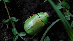 Chrysina macropus
