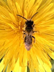 Andrena varians