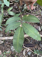 Flindersia bennettii