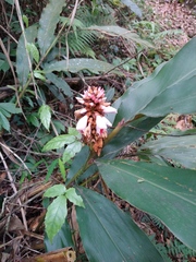 Alpinia shimadae