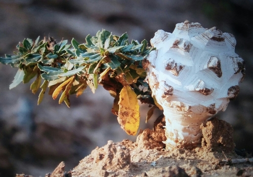 Phellorinia herculeana