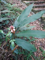 Alpinia shimadae