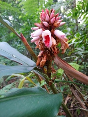 Alpinia shimadae