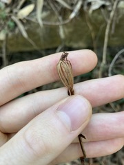 Cryptostylis subulata