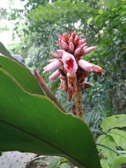 Alpinia shimadae