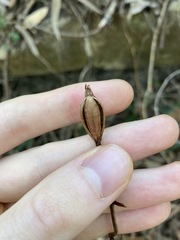 Cryptostylis subulata