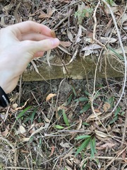 Cryptostylis subulata