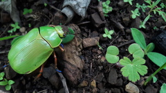 Chrysina macropus