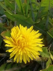 Taraxacum officinale