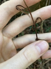Cryptostylis subulata