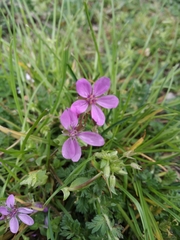 Erodium cicutarium