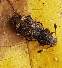 Eucorynus crassicornis