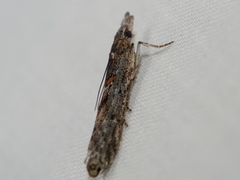 Crocydopora cinigerella