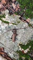 Aegolipton marginale